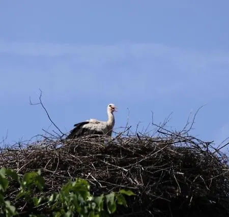 Buchbinderhof In Uckermark Gerswalde