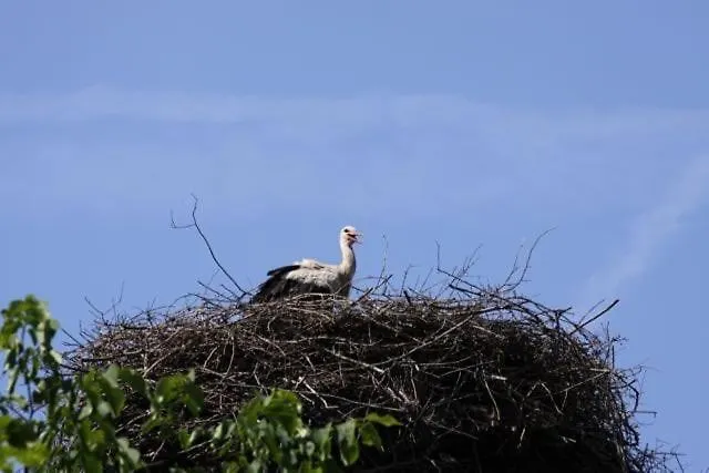 Buchbinderhof In Uckermark Gerswalde