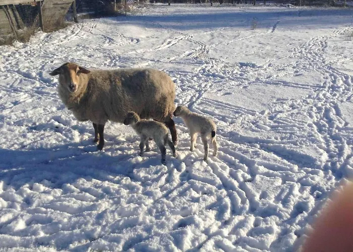 بيت للعطل Buchbinderhof In Uckermark *